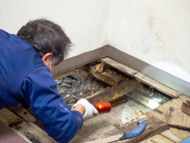 Best Commercial Mold Removal  in Madeira, OH