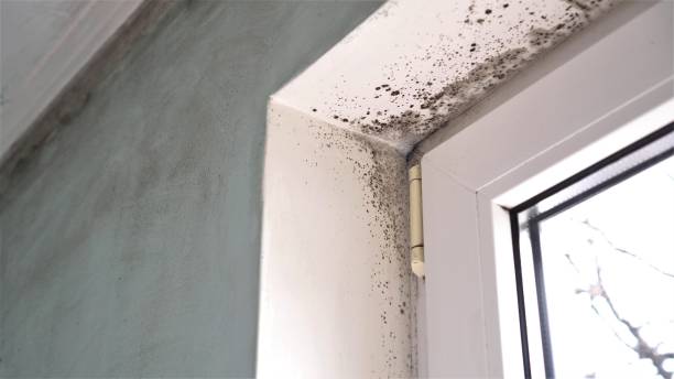 Best Office Mold Removal Services  in Madeira, OH