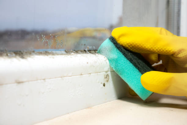 Best Mold Remediation Experts  in Madeira, OH