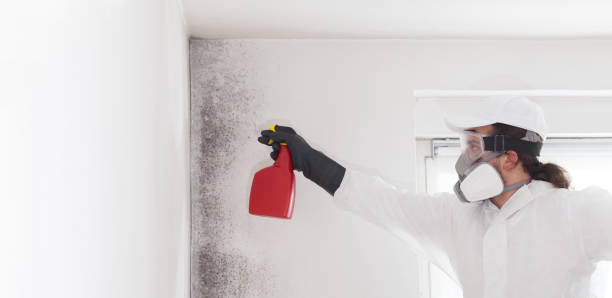 Best Professional Mold Removal  in Madeira, OH