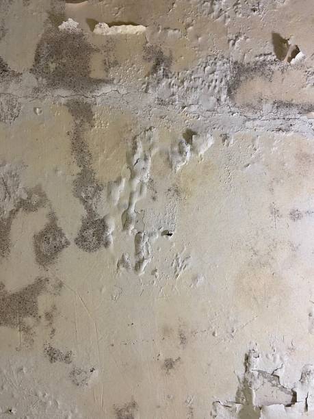 Certified Mold Removal in Madeira, OH