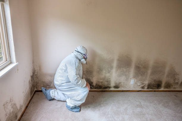 Best Emergency Mold Removal  in Madeira, OH